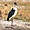 Marabou Stork - Marabout d'Afrique