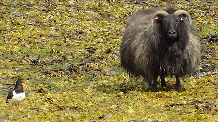 Mouton islandais dans les algues