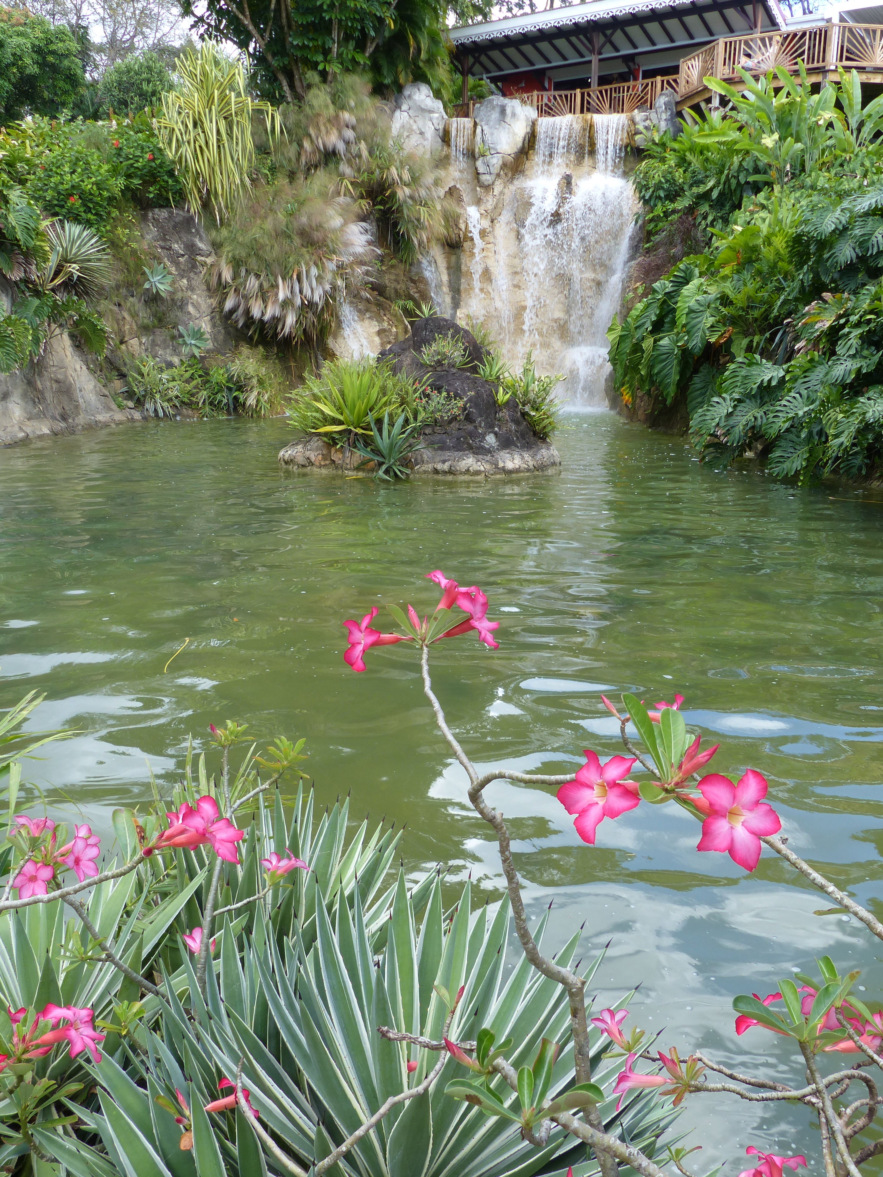 Bassin Jardin Guadeloupe Guadeloupe - JAS Création de Jardin