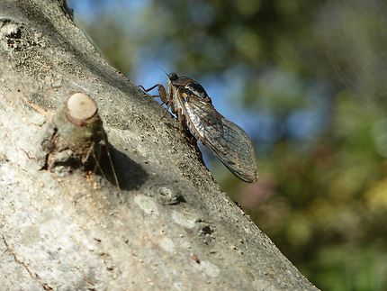 Cicada orni en vacances sur une branche