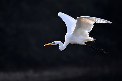 Grande aigrette