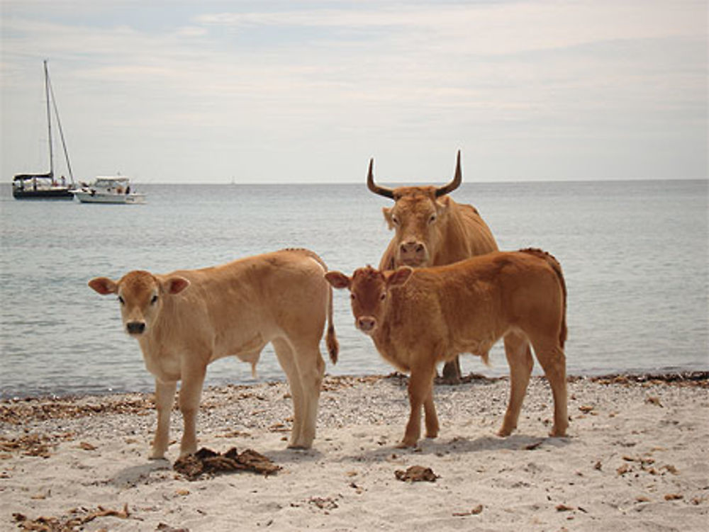 Plage de Tamarone