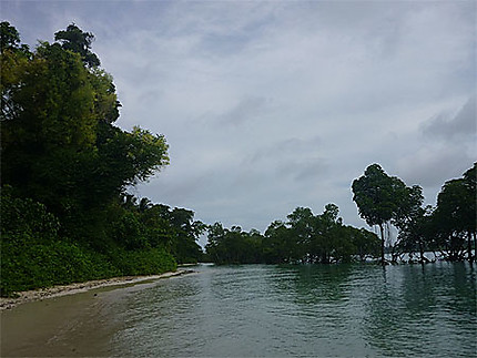 La marée monte près des mangroves