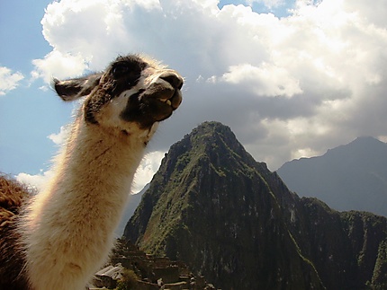 Lama devant Huayna Picchu