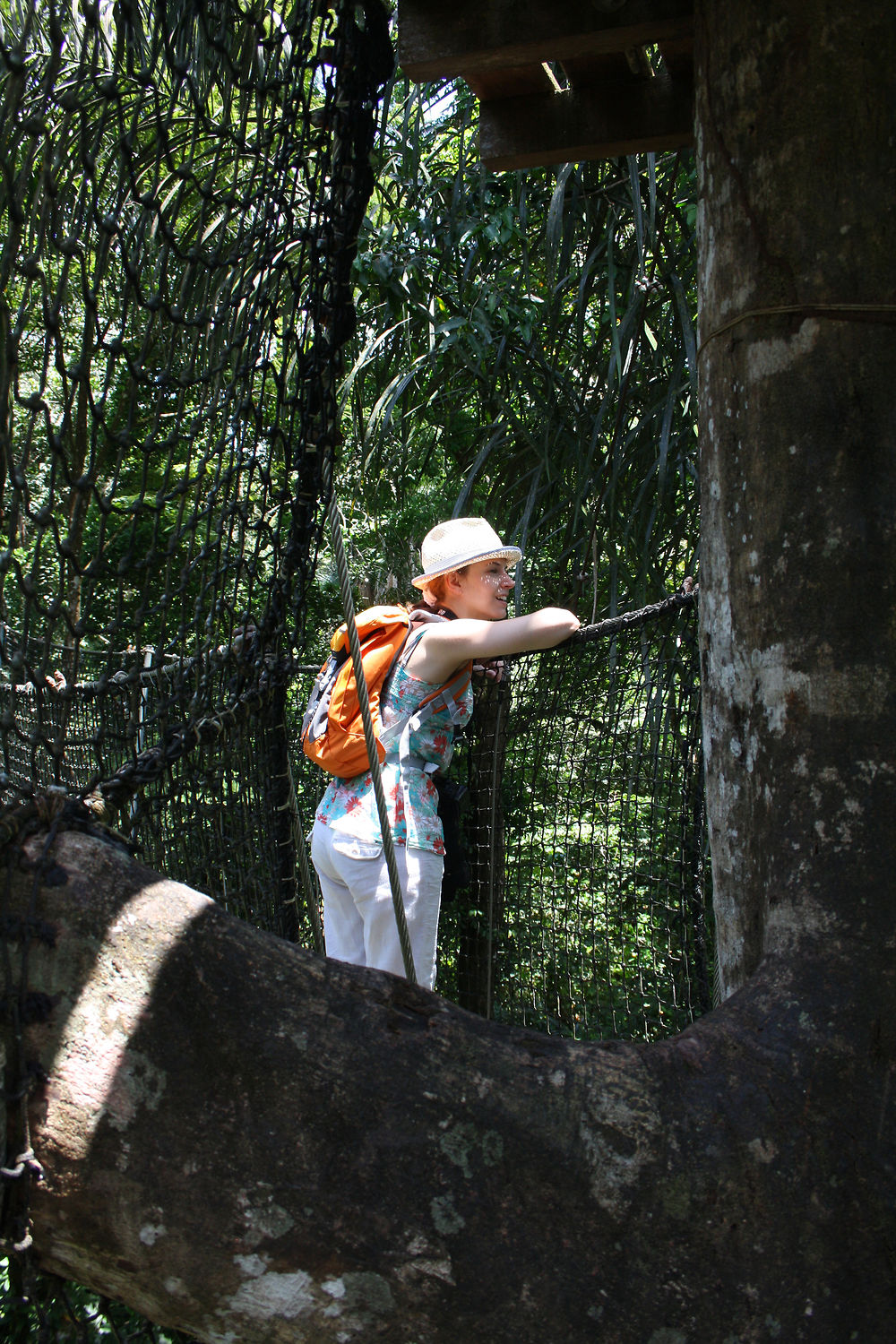 Forêt en Guyane