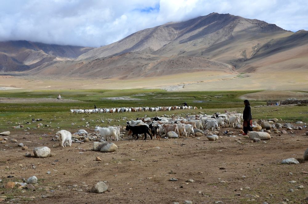 Les éleveurs du changtang