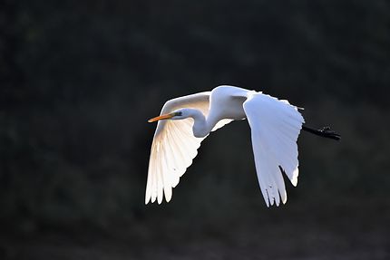 Grande aigrette