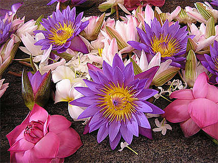 Offrandes de lotus sur un autel