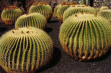 Des cactus bien ordonnés