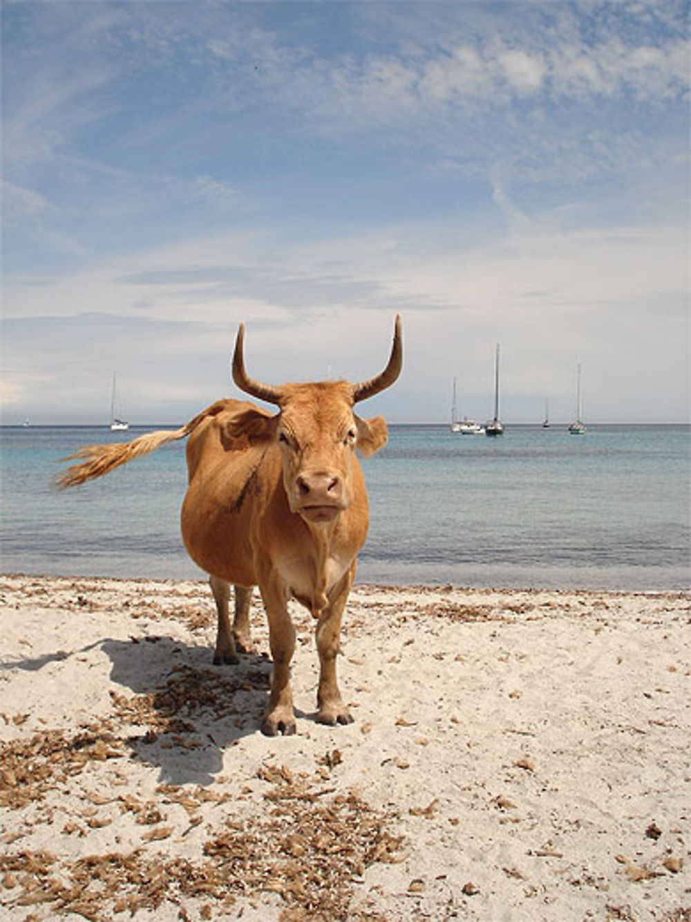 Plage de Tamarone