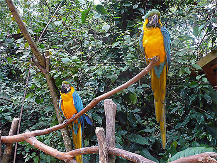 Macaw Mountain Parque de Aves