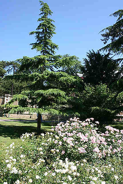 Le parc de Bagatelle