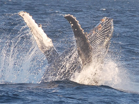 Humpback whale, Santa Lucia Humpback whale, Santa Lucia