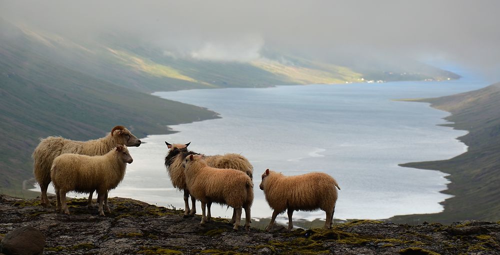 Mjoifjordur vu par les moutons 