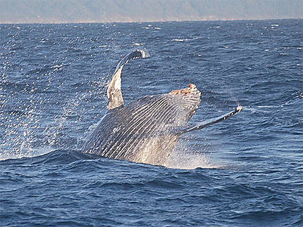 Humpback whale, Santa Lucia