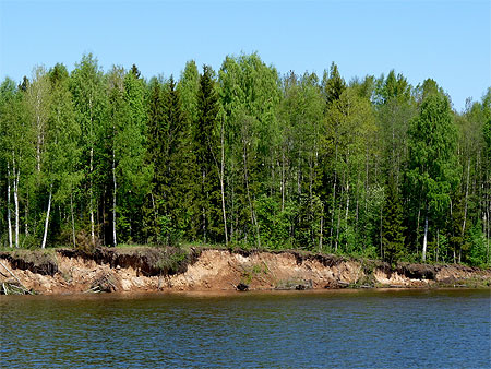 Bouleaux de la Volga Bouleaux de la Volga