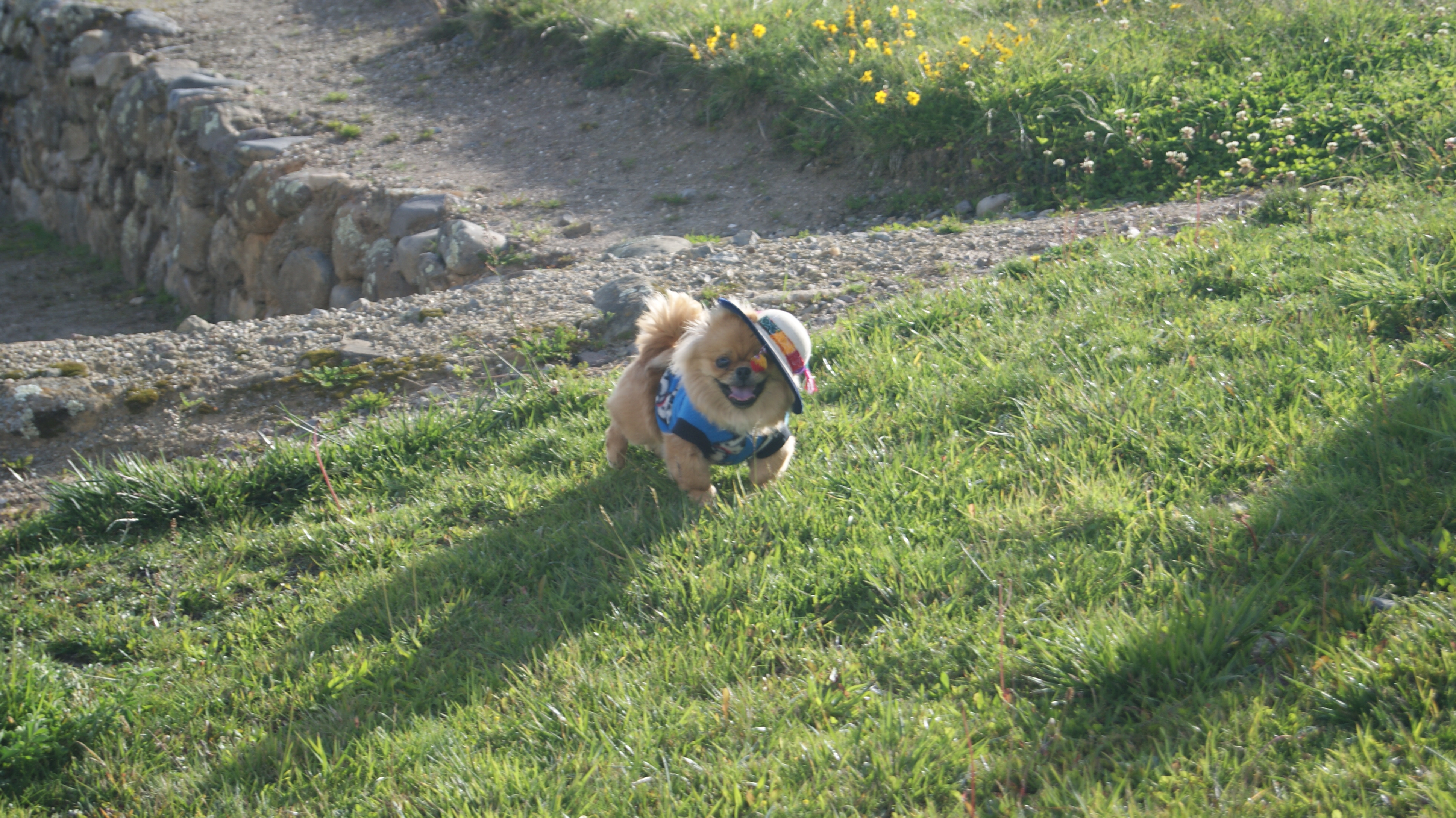 Chien Chien