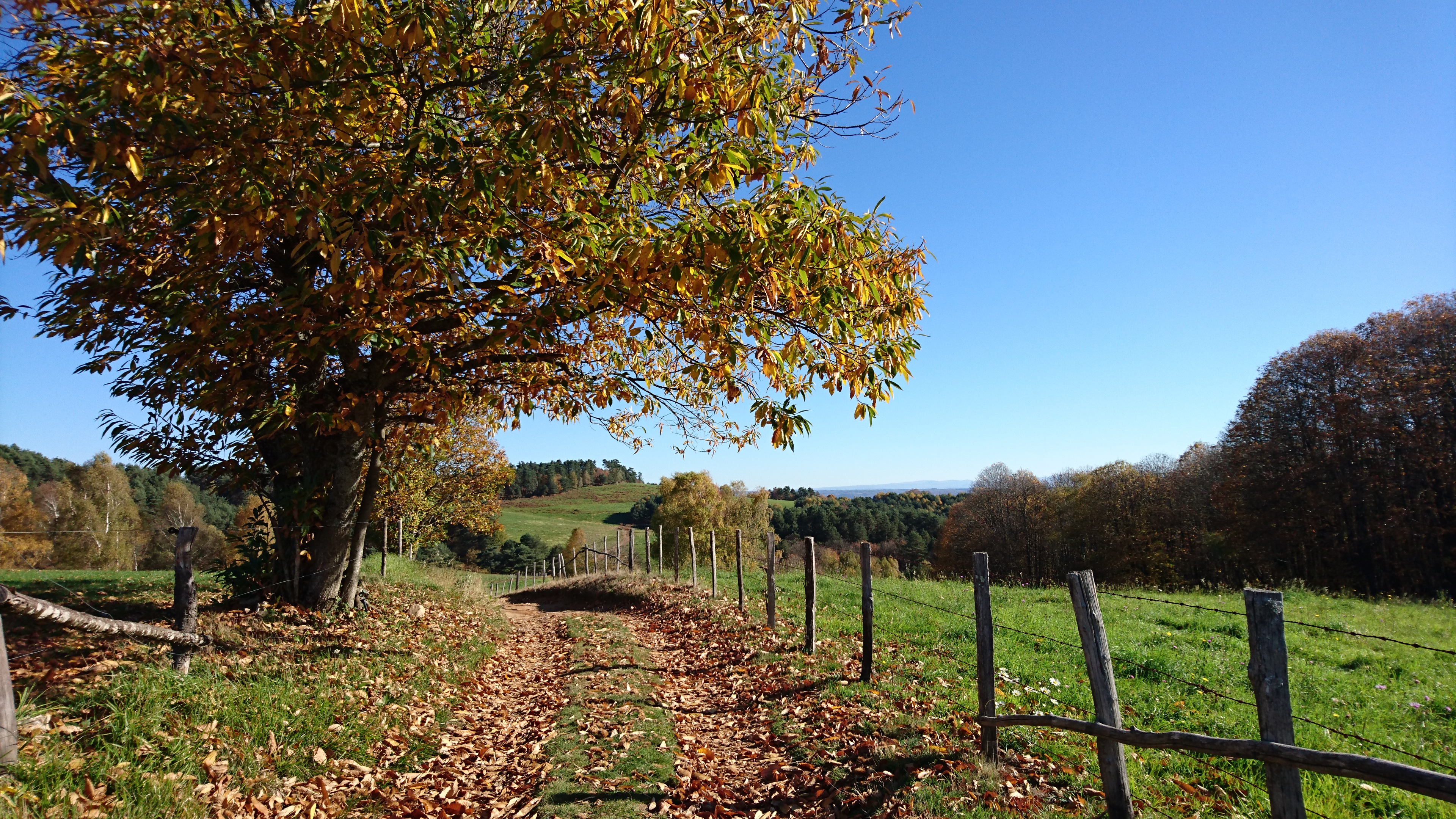 Chemin en automne