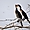 Reed Cormorant - Cormoran africain