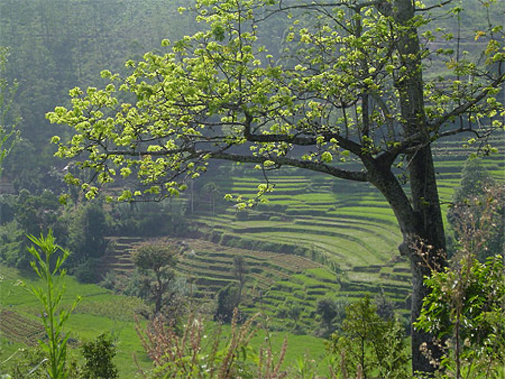 Rizières en espaliers