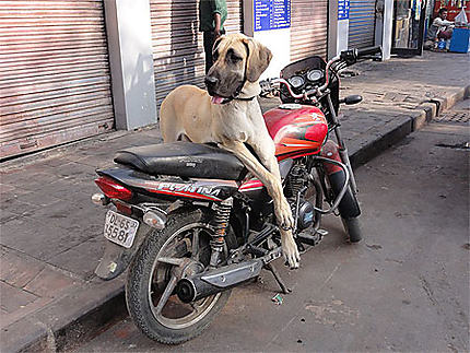 Le chien à la moto
