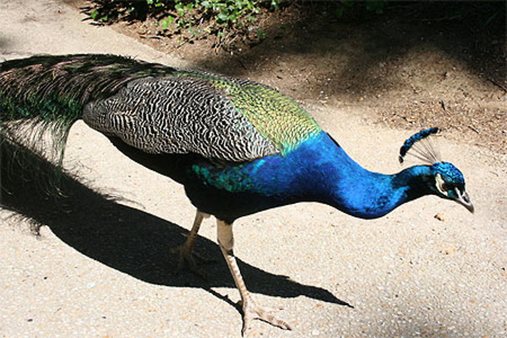 Un des paons du parc de Bagatelle