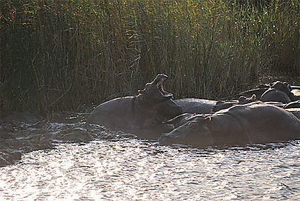 Hippopotames, Santa Lucia