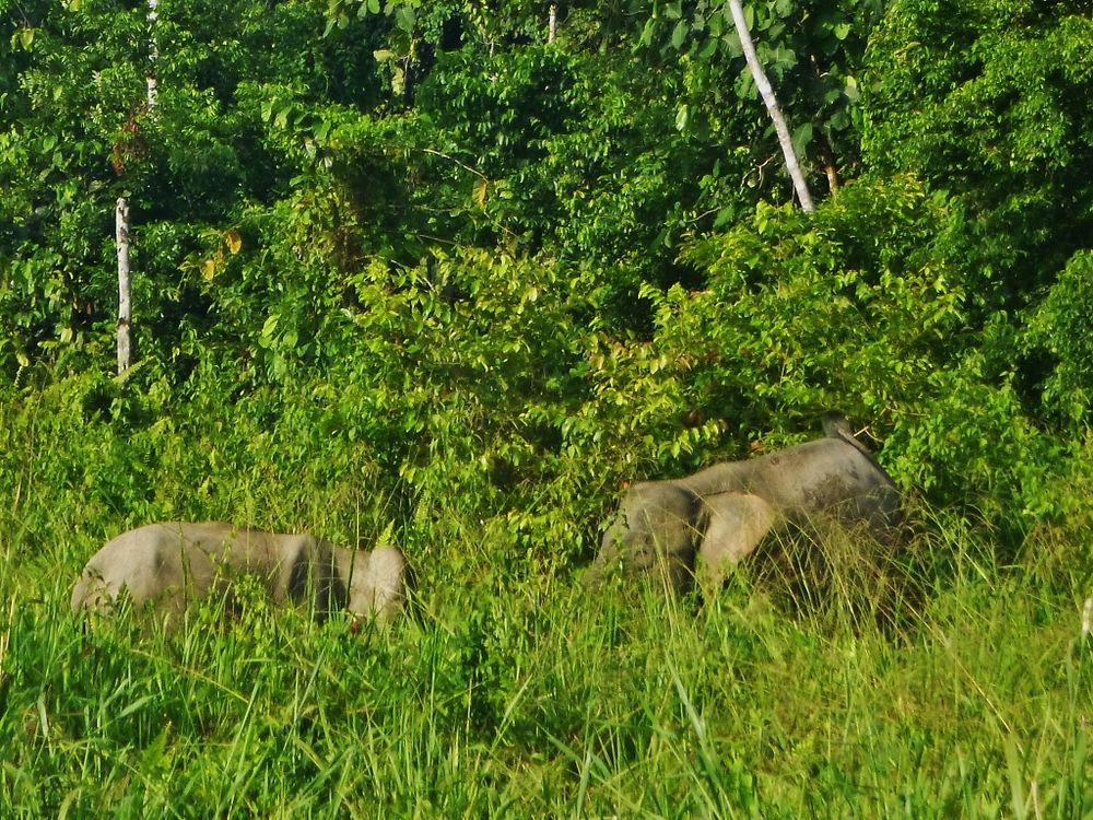 Elephants in Tabin