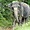 Éléphant d'Asie à Rawai Beach, Thaïlande