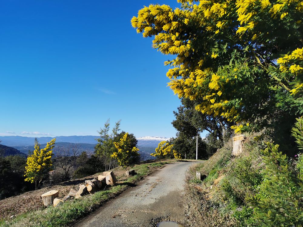 Mimosa et ciel bleu 