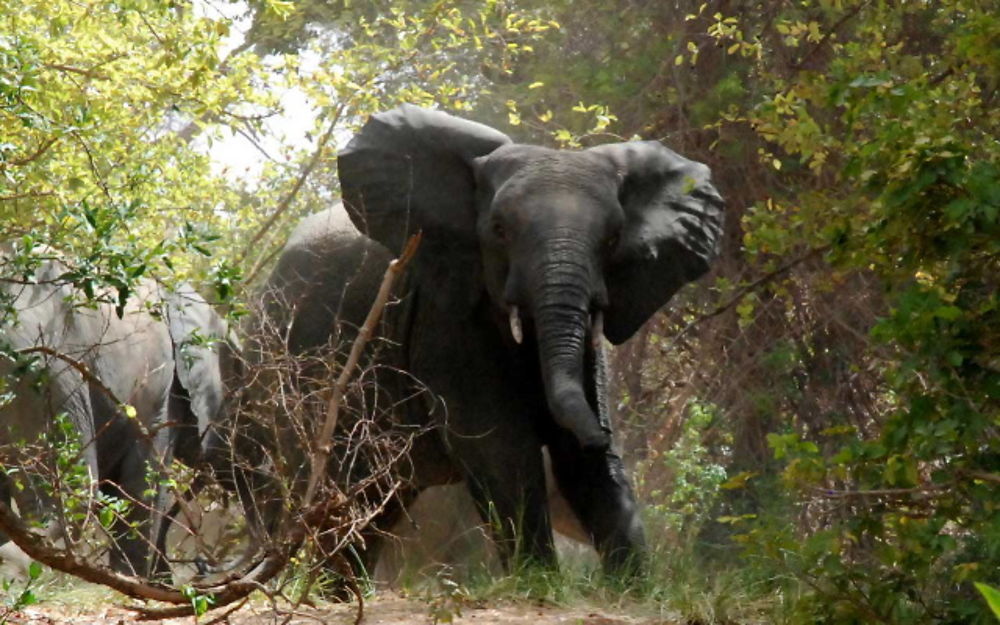 Eléphant à Boromo