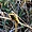 Little Bee-eater - Guêpier nain