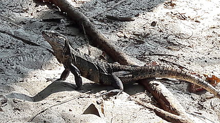 Iguane parc national manuel antonio