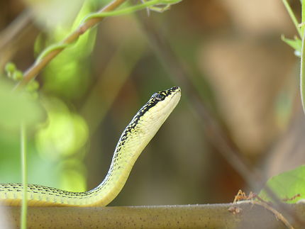 Serpent volant à Rawai Beach, Thaïlande