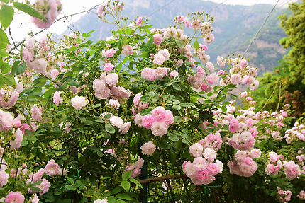 Roses sur le chemin qui conduit à Positano