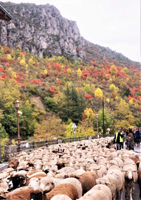 Transhumance à La Brigue Transhumance à La Brigue