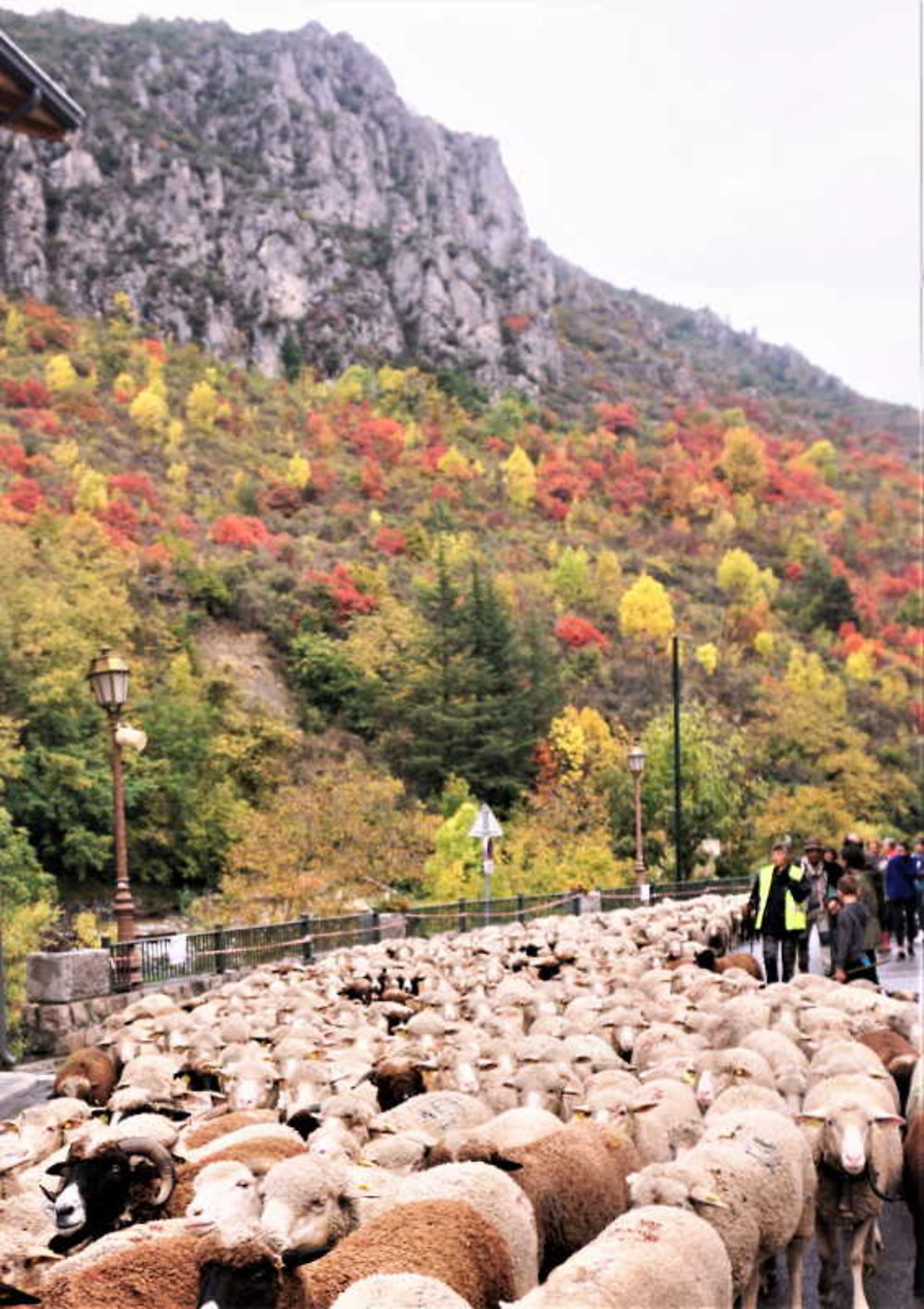 Transhumance à La Brigue