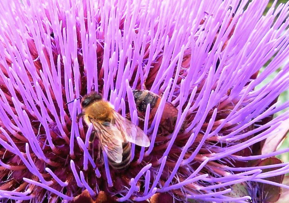 Les abeilles de la fontaine François 1er