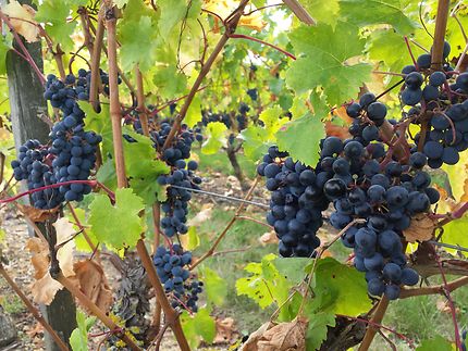 Le fruit des vignes de Turquant