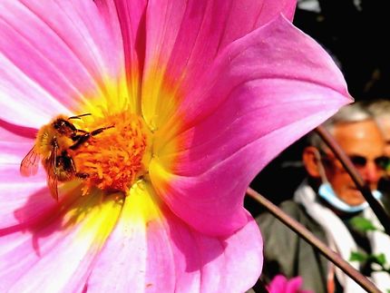 L'abeille du Parc Floral de Paris 