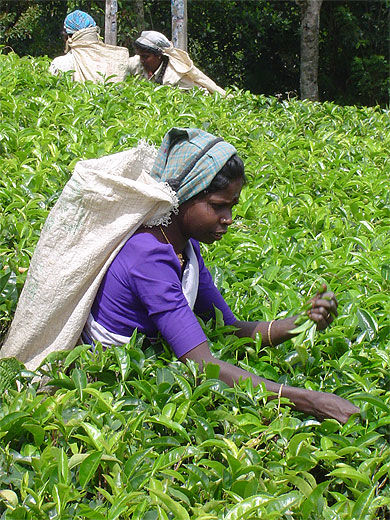 Cueilleuse, plantation de thé