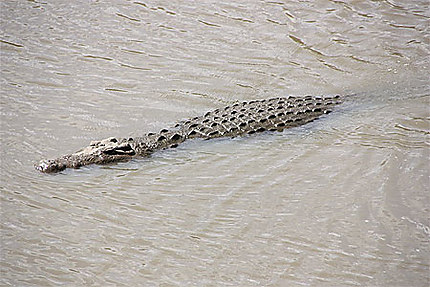 Crocodile d'environ 6m de long