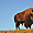 Bison au Parc National du Yellowstone