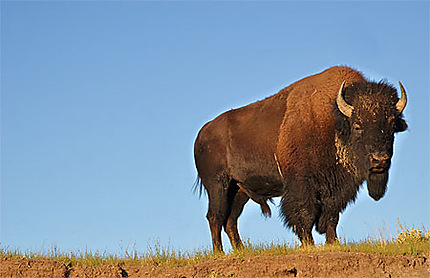 Bison au Parc National du Yellowstone