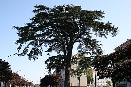 Cèdre du Liban Cèdre du Liban