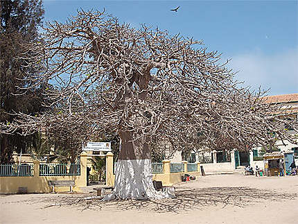 Baobab devant la mairie de Gorée