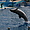 Dauphins au Sea world San Diego