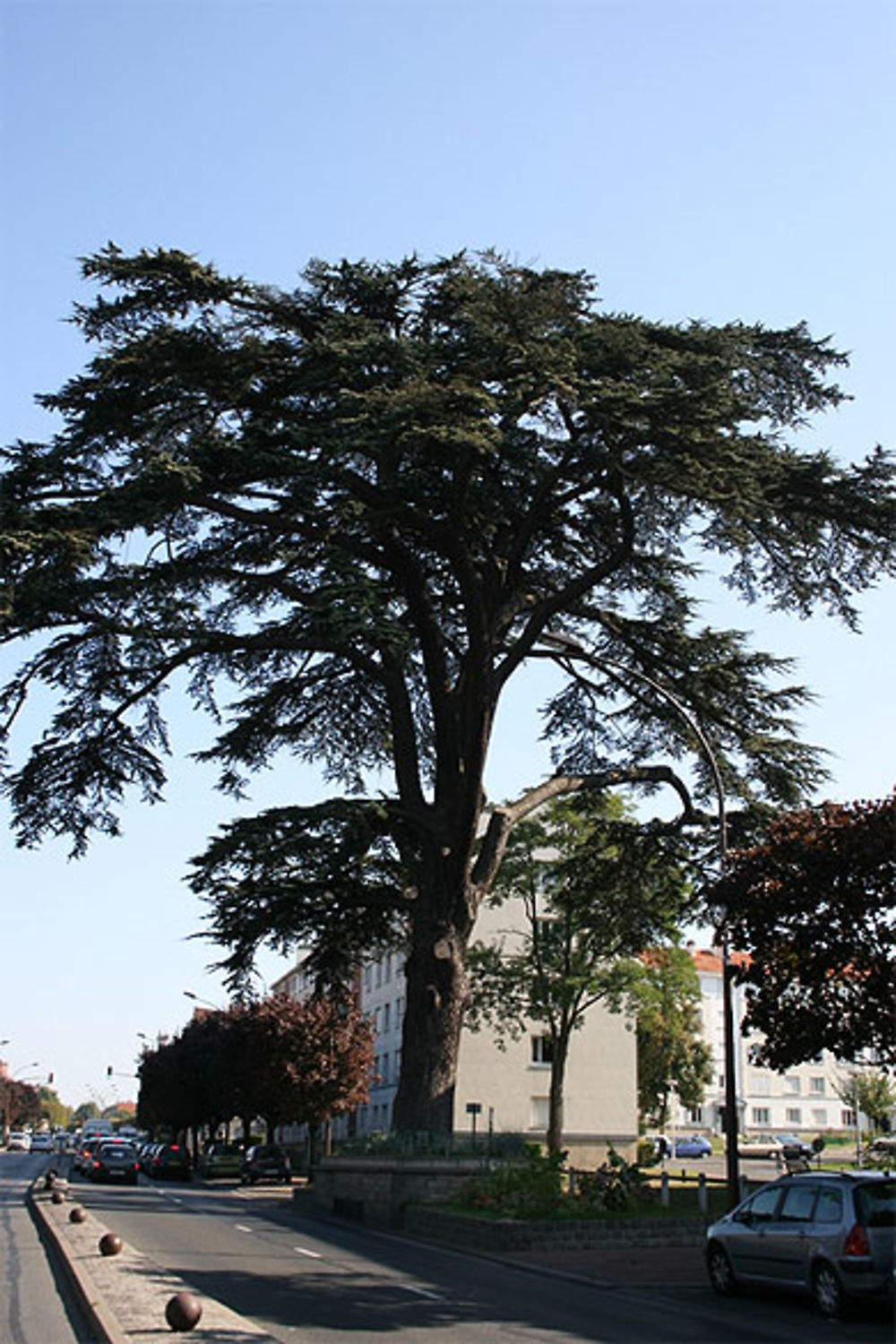 Le cèdre du Liban