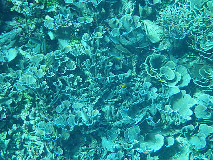 Fonds sous marins - coraux Rajat Ampat
