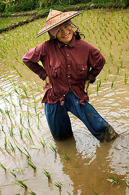 The dancer of the ricefield
